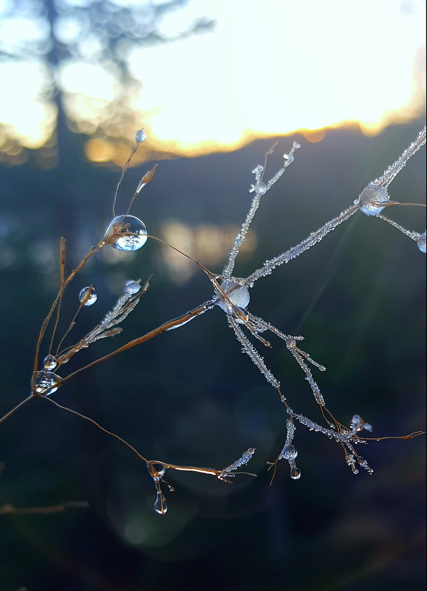 Frosty plant stems with water droplets in morning sunlight
