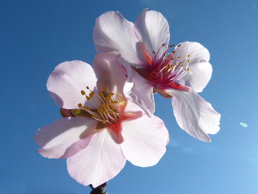 Pink almond blossoms against a clear blue sky