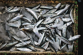 Fresh sardines on ice in a fish market crate