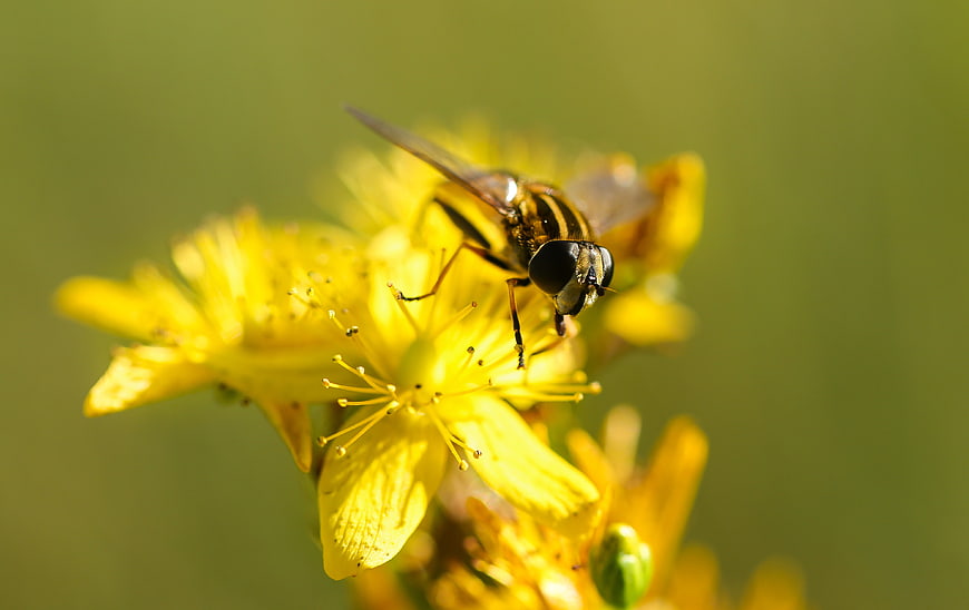 Close-up of a hoverfly on a yellow flower