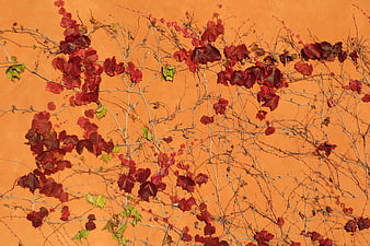 Red autumn vines on textured orange wall background