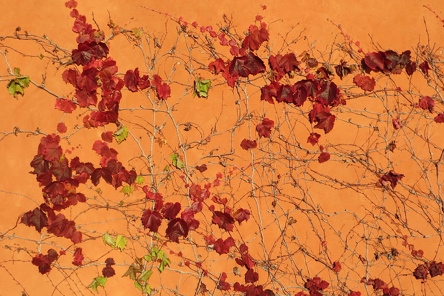 Red autumn vines on textured orange wall background
