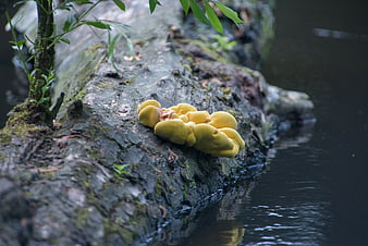 Yellow mushrooms growing on a mossy log in water
