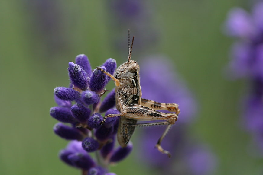 Close-up of a grasshopper on a purple lavender flower