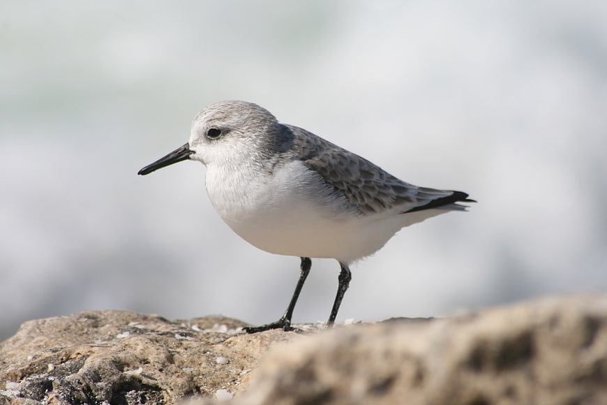 Sanderling Bird Standing on Rocky Shore