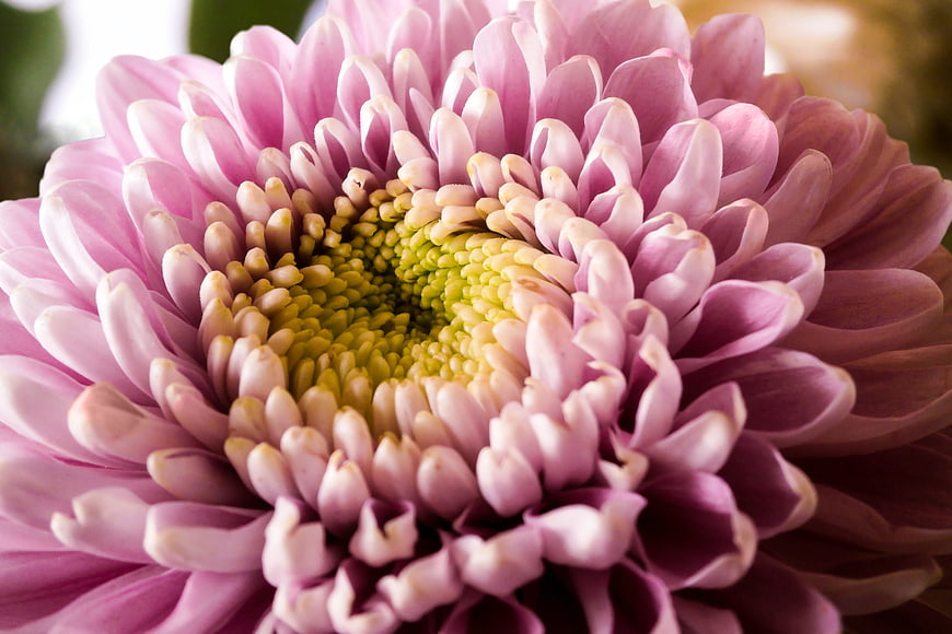 Close-up of a pink chrysanthemum flower with yellow center