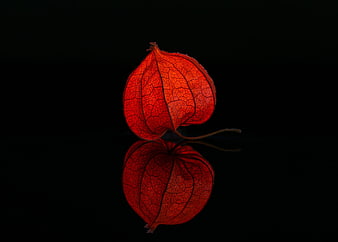 Illuminated Red Physalis Fruit with Reflection on Black Background