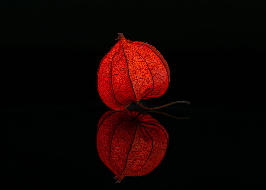 Illuminated Red Physalis Fruit with Reflection on Black Background