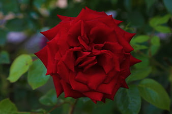 Close-up of a vibrant red rose with blurred green leaves