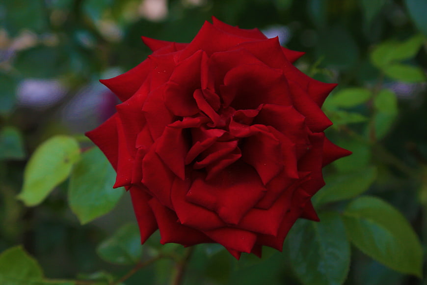 Close-up of a vibrant red rose with blurred green leaves