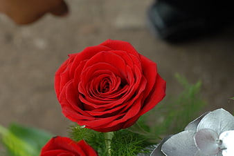 Close-up of a vibrant red rose with blurred background