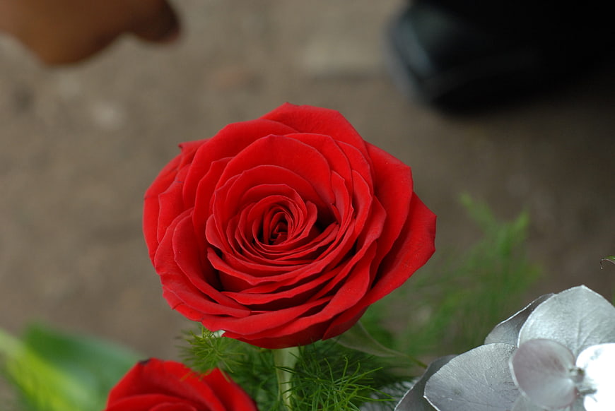 Close-up of a vibrant red rose with blurred background