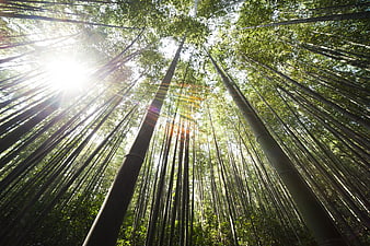 Sunlight streaming through towering bamboo forest canopy