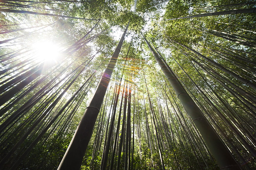 Sunlight streaming through towering bamboo forest canopy