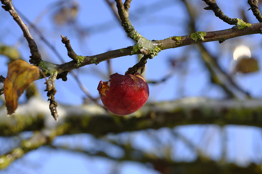 Frosty red apple on a winter tree branch against blue sky
