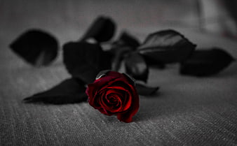 Single red rose on dark textured background