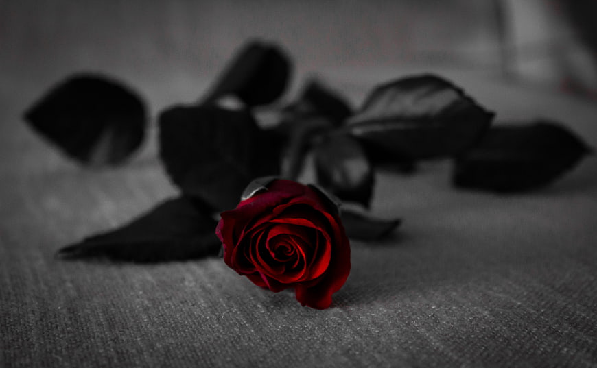 Single red rose on dark textured background