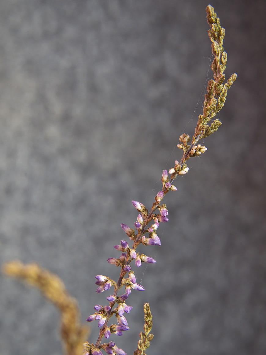Close-up of purple heather flower on gray background