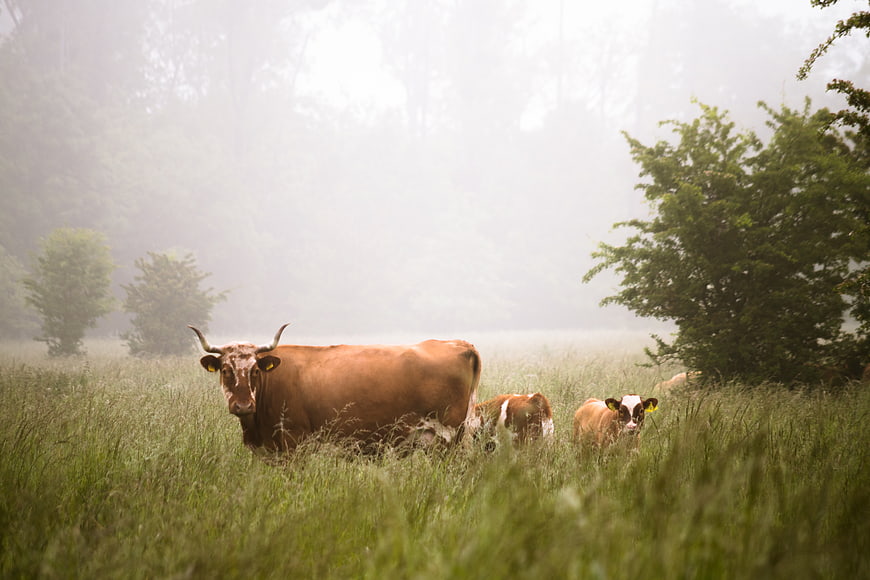 Brown cow and calves in misty green pasture