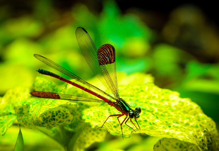 Close-up of a colorful damselfly on a green leaf