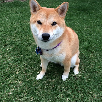 Shiba Inu Dog Sitting On Green Grass