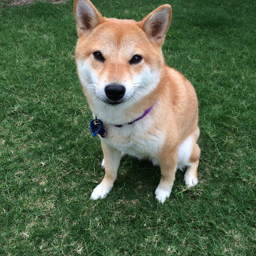 Shiba Inu Dog Sitting On Green Grass