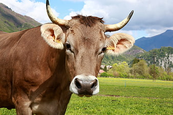 Close-up of Brown Horned Cow in Alpine Meadow