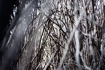 Owl perched in dense thicket of bare branches