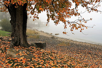 Misty Autumn Lake Shore with Orange Leaves and Tree