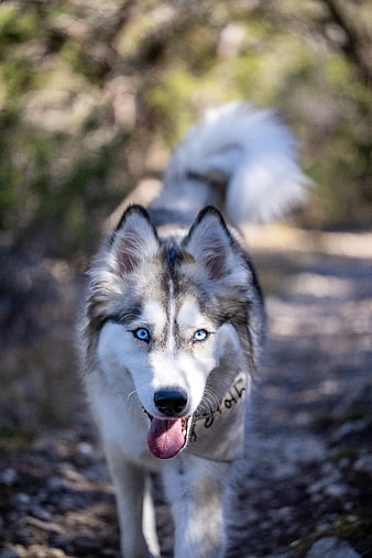 Siberian Husky Portrait with Blue Eyes on Forest Trail