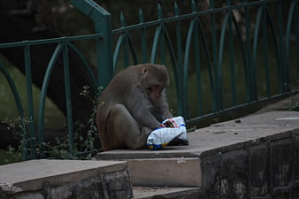 Monkey eating snacks on stone ledge near green fence