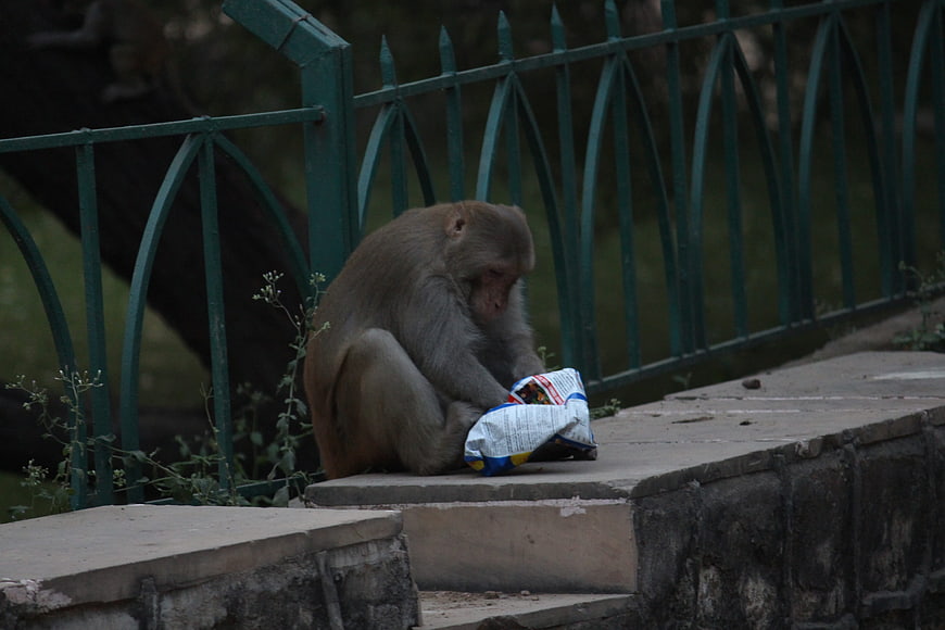 Monkey eating snacks on stone ledge near green fence