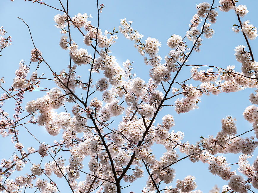 White Cherry Blossoms Against Blue Sky