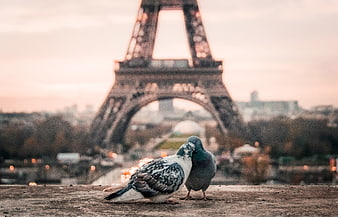 Two pigeons with Eiffel Tower in background