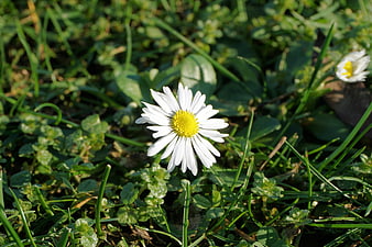 White Daisy Flower Blooming in Green Grass Meadow