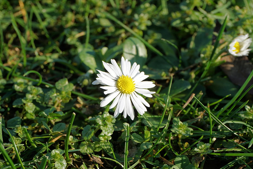 White Daisy Flower Blooming in Green Grass Meadow