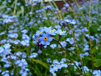 Close-up of Blue Forget-Me-Not Flowers in Garden