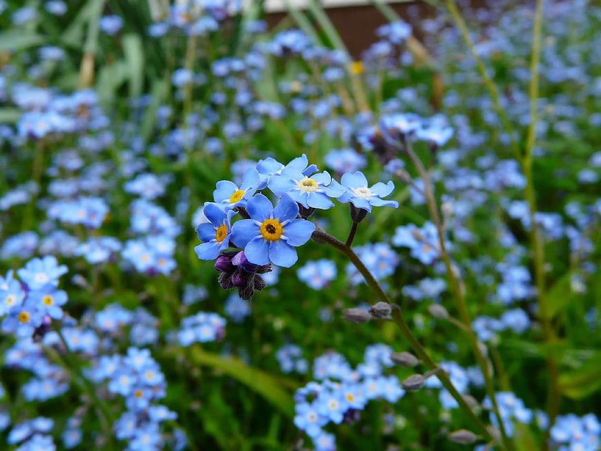 Close-up of Blue Forget-Me-Not Flowers in Garden