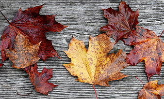 Wet autumn maple leaves on rustic wooden background