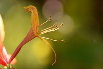 Close-up of Orange Honeysuckle Flower with Stamens