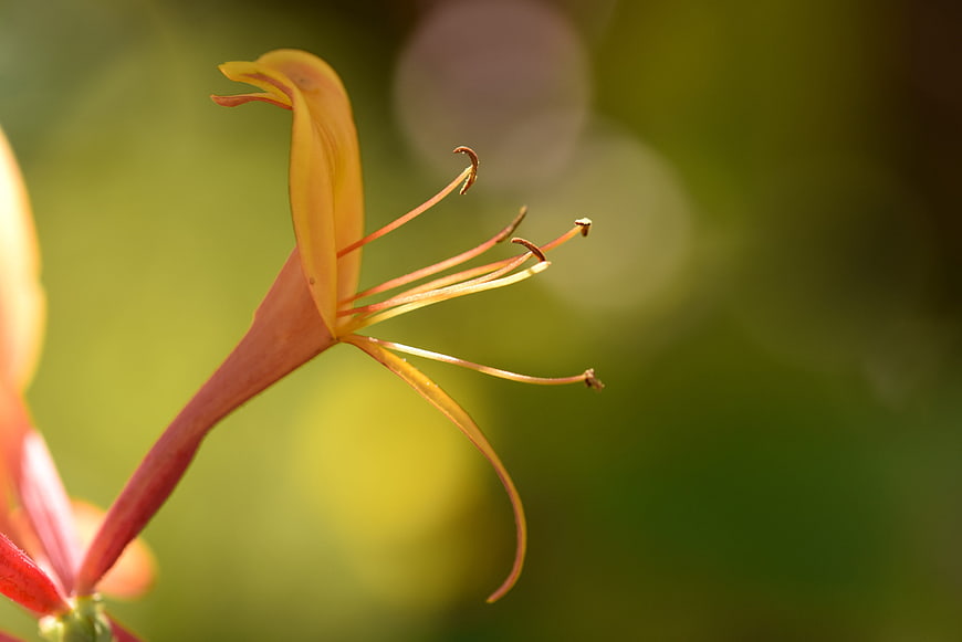 Close-up of Orange Honeysuckle Flower with Stamens