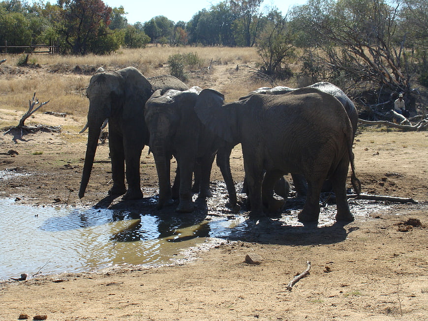 Elephants drinking at a waterhole in the African savanna