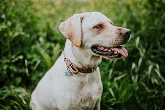 Happy White Labrador Retriever Sitting in Green Grass