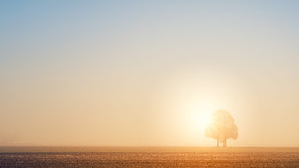 Minimalist Landscape of a Solitary Tree in Foggy Sunrise Field