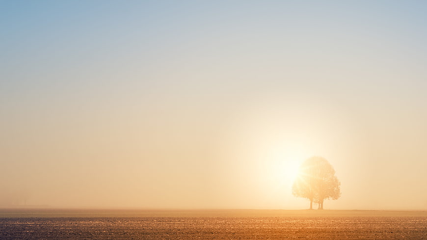 Minimalist Landscape of a Solitary Tree in Foggy Sunrise Field