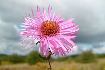 Pink Aster Flower Close-Up Against Cloudy Sky