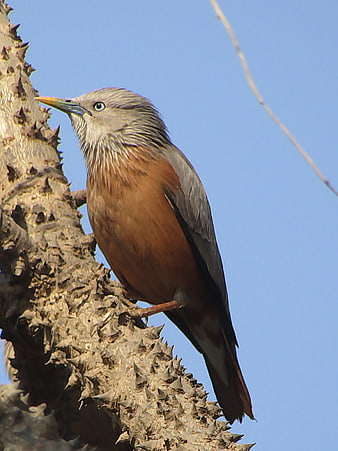 Chestnut-tailed Starling perched on thorny tree branch