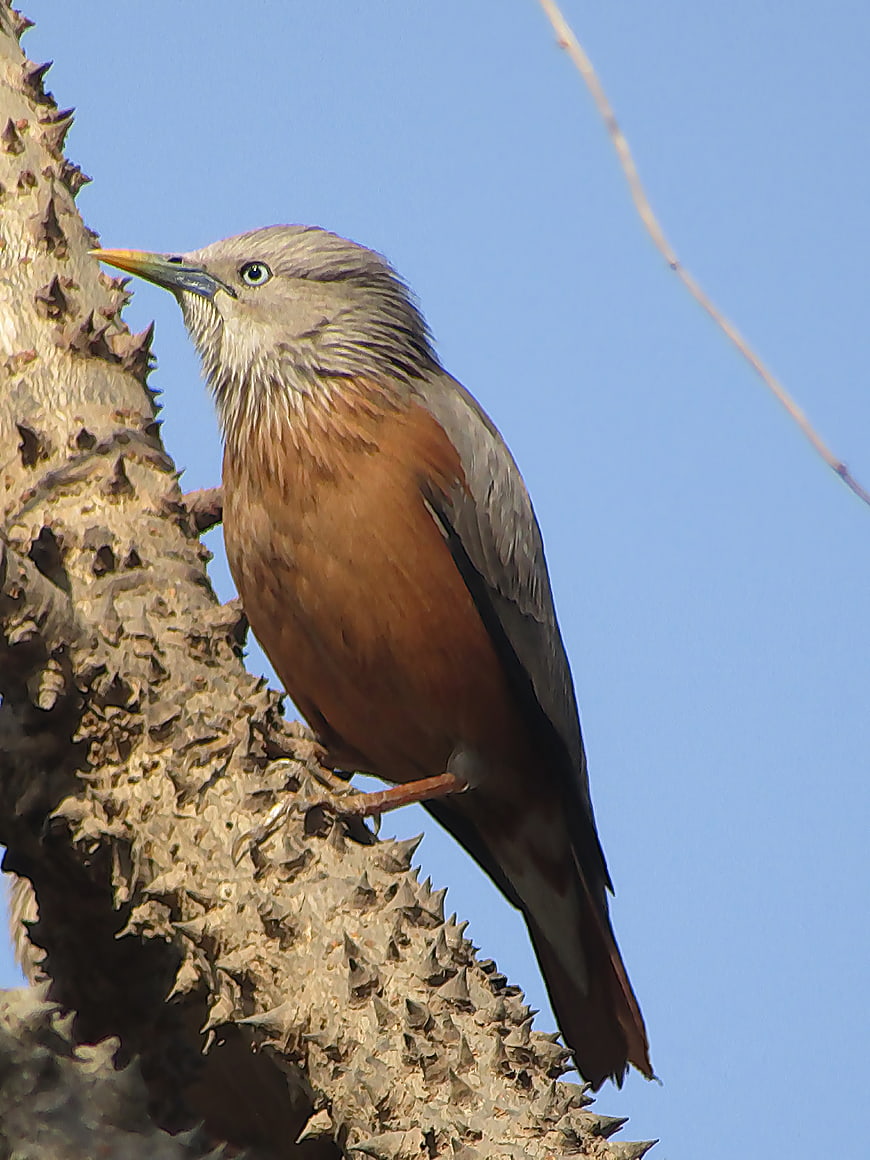 Chestnut-tailed Starling perched on thorny tree branch