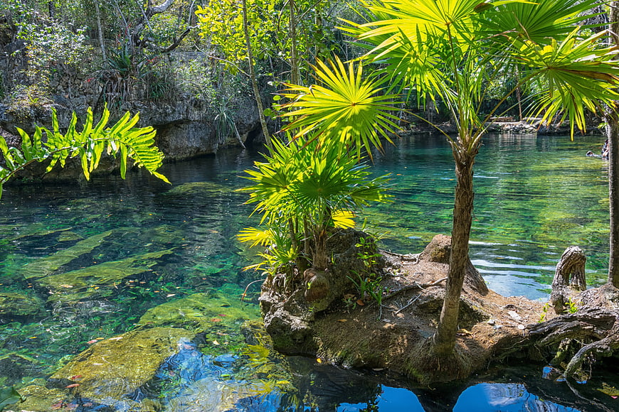 Crystal Clear Cenote Water with Palm Trees and Limestone Rocks