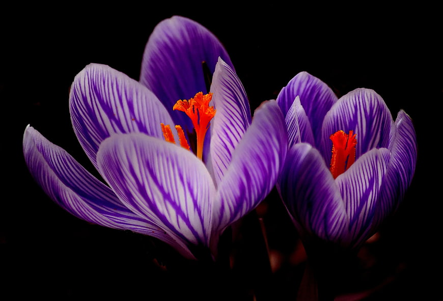 Purple Crocus Flowers with Orange Stamens on Black Background